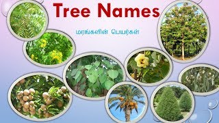 77 Tree Names With Pictures in Tamil and English [upl. by Yentnuoc642]