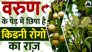 वरुण के पेड़ में छिपा है किडनी रोगों का राज़ Varuna Tree  Herb Uses and Benefits for Kidney Disease [upl. by Errot]