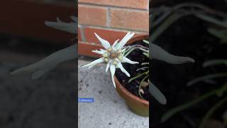 Edelweiss has the most unusual blooms [upl. by Nyltac]