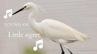 👉 S32 Little egret Egretta garzetta  Egreta mică [upl. by Monica]