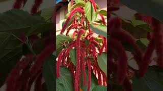 Acalypha hispida tropical and subtropical flowering plantshrubs flowers gardening homedecor [upl. by Enitsej]