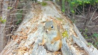 Cute Squirrel on The Log [upl. by Akemej930]