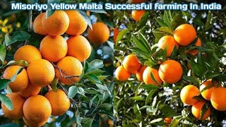 THAIPLANTNURSERY MISORIYOYellowmalta Cultiva tion in india  mosambi malta fruitcutting fo [upl. by Genesa]