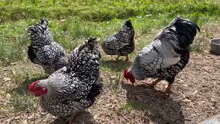 Silver Laced Wyandotte Bantam Chickens [upl. by Assiran298]