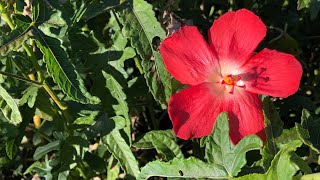 Okra’s Ornamental Cousin Abelmoschus moschatus [upl. by Aihsenat]