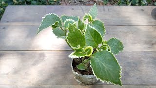 How to propagate acalypha wilkesiana or copperleaf plant and care [upl. by Allesor]