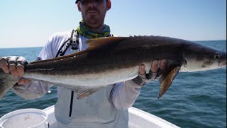 tampa bay fishing tearing it up offshore 🔥🔥 [upl. by Aiuhsoj487]