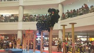 Lion Dance in Ipoh Parade Part 2  👍👍 [upl. by Ahsienek]