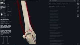 Arterial Anastomoses around the Elbow Joint  Omar Layth  Anatomy Made Easy [upl. by Aidole]