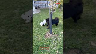 Black Chow Chow Playing with Bubby [upl. by Onateyac689]