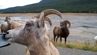 Amazing Jasper Alberta Tour of Jasper National Park Canada [upl. by Gimpel649]