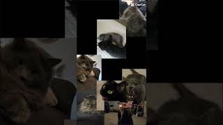 Cute catstrendingfypシfypsubscribeviraltiktokfunnyfunnycatscatcutecatsshorts20232024 [upl. by Aleksandr]