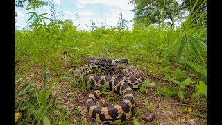 The Angriest Snake in the Midwest quotKankakeequot Bull Snake [upl. by Aihsiyt]