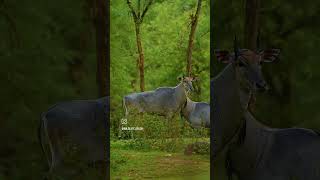 Wildlife Animal Photography shorts wildlife photography nature youtube [upl. by Eirol169]