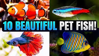 Top 10 Most Beautiful Pet Fish for Your Aquarium [upl. by Nakasuji]