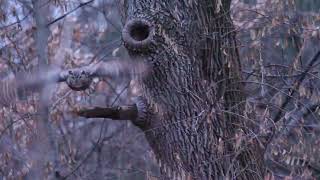 Male Great Horned Owl Flying amp in slowmotion 27 2023 in Forest Park in St Louis Missouri USA [upl. by Currier]