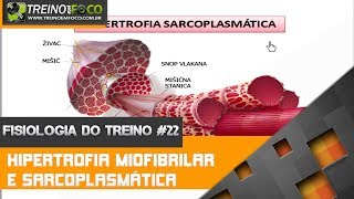 Hipertrofia Miofibrilar e Hipertrofia Sarcoplasmática  Fisiologia do Treino 22 [upl. by Sayles]