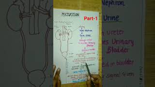 Micturitionclass11neet2024neetbiologycbseyoutubeshortsshortsexcretoryproductamptheirelimination [upl. by Nallak]