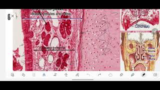 Practical Histology  Respiratory System  الأنسجة العملي  الجهاز التنفسي [upl. by Dylane639]