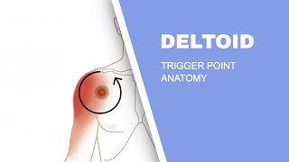 Shoulder Pain  Deltoid Muscle Trigger Points Explained [upl. by Nairot243]