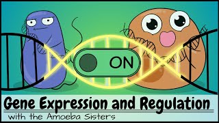 Gene Expression and Regulation [upl. by Esertap499]