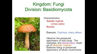 Basidiomycota Fungi and Deuteromycota Fungi [upl. by Jaquelyn]