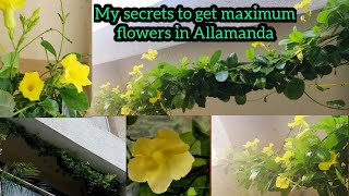 Total care of Allamanda plant  yellow trumpet vine  best fertilizer for Allamanda  balcony garden [upl. by Duntson]