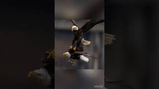 Eiye Jojo 2023 Mediterranean perch 🦅 vol 2  please subscribe [upl. by Nairolf]