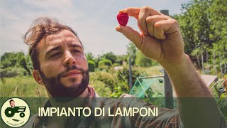 Come realizzare un impianto di lamponi  Il contadino Nick [upl. by Grefer]