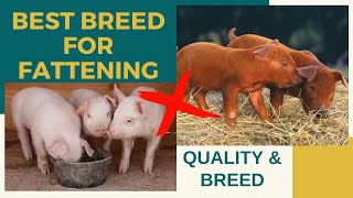 The Best Breed of Pig for Fattening and Your Guide of Choosing Good Quality Fattener Piglet  Biik [upl. by Esta782]