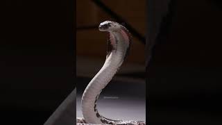 Spitting Cobras Hood Standing Tall snake cobra hood standing reptile nature wildlife HA47760 [upl. by Harbison736]