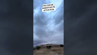 Falcon Attack on pigeon baziwalakabootar kabootarbazi birds viralreels madrasikabootar [upl. by Annahsohs]