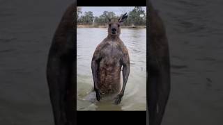 Amazing Kangaroo Moments You Must See 🦘 kangaroo [upl. by Eissac3]