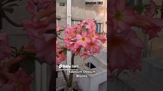 Adenium Obesum blooms bonsai floweringplant plants adeniumgarden shorts viral desertrose [upl. by Analad]