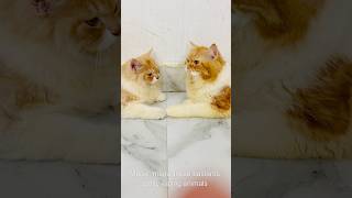 Billu ne diya maalik ko bonus😳😳catcomedy billicomedy cat catvideo viralcat sajidcat billug [upl. by Norrabal468]