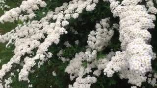 Snowmound Spirea Blooms Every Spring [upl. by Acitel828]