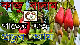 kaju badamকাজু বাদামCashew nutkaju Gachkaju chas [upl. by Moriah241]