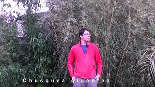 Exotic Gardening UK Yorkshire Kris Episode 66 [upl. by Antrim533]