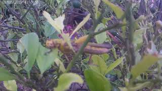 Grasshopper Attack Eating Leaves Guava in Lipayran Island 2024 [upl. by Addiego]