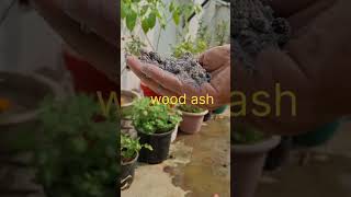 Mirchi plant care tips chillies chillies agriculture tipsandtricks garden terracegarden [upl. by Fowle]