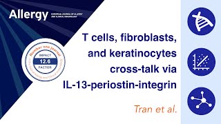 T cellfibroblastkeratinocyte axis via IL13periostinintegrin in atopic dermatitis [upl. by Nuahsyar933]