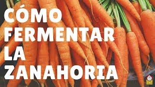 Cómo fermentar palitos de ZANAHORIA una receta muy buena para niños [upl. by Honebein824]