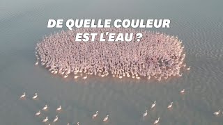 Ce groupe de flamants roses a illuminé un lac au Kazakhstan [upl. by Charlie]