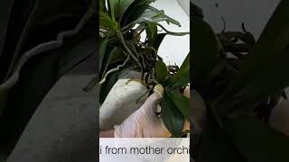 ✂️ Get 2 Orchids from 1 Plant ✅ shorts [upl. by Gasparo]