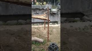 20240119 新竹動物園猴子猴島區hsinchu zoo旅遊放鬆 9：0017：00（週一休館）新竹 新竹景點 動物園 親子 [upl. by Elay]