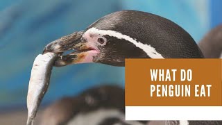 What do penguin eat  What kinds of food do penguins eat  what do penguins eat and drink [upl. by Sumedocin]