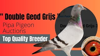 Top Class Racing Pigeon from son x daughter of the world famous Leideman hen ‘Goed Grijs’ For Sale [upl. by Wertheimer58]