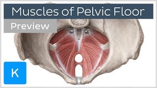 Muscles of the pelvic floor preview  Human Anatomy  Kenhub [upl. by Mozes318]