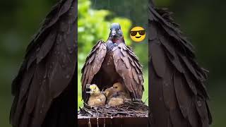 Love birds dance food viralreels vir viralvideos viralshorts [upl. by Nue]