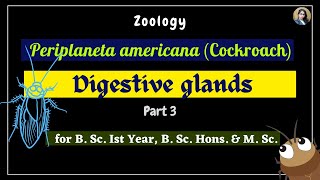 Periplaneta americana cockroach  Digestive glands  Part 3  Zoology  B Sc Ist Year [upl. by Aerol]